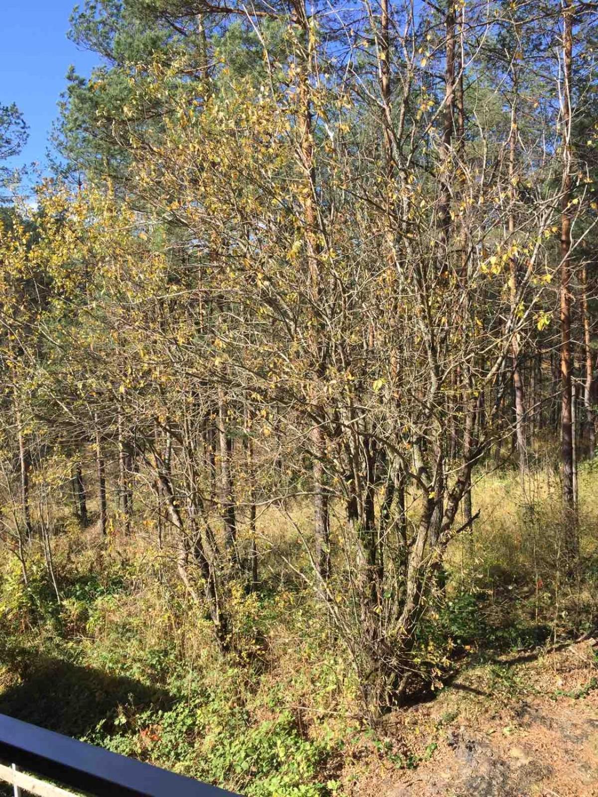 Planinsko Srce Apartment Divcibare Bagian luar foto