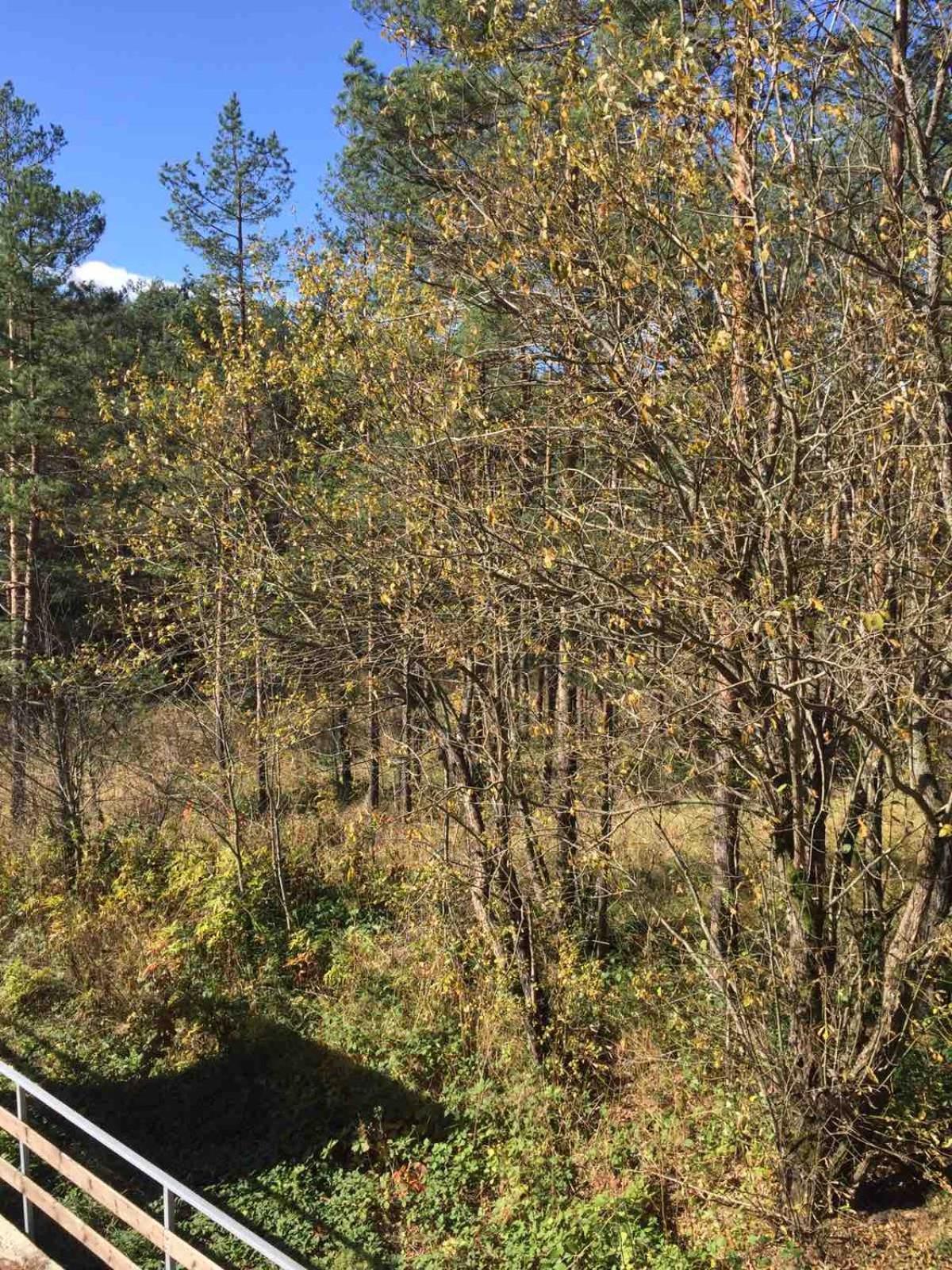 Planinsko Srce Apartment Divcibare Bagian luar foto